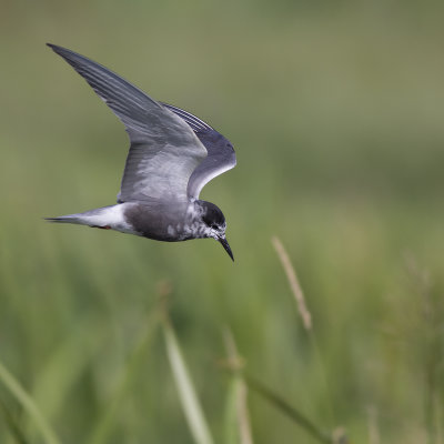 Black Tern / Zwarte Stern