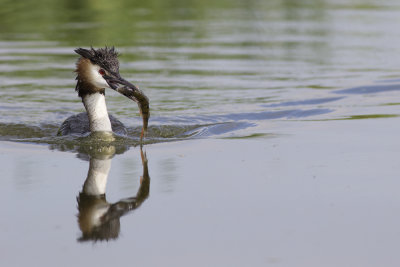 Great Crested Grebe with prey / Fuut met prooi