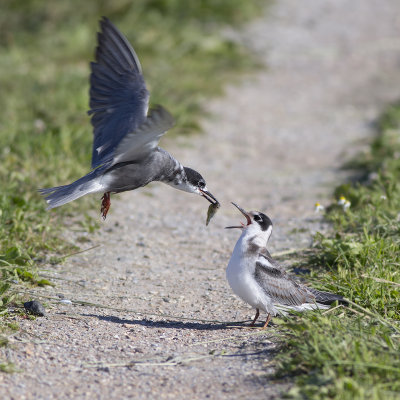 Black Tern feeds young / Zwarte Stern voert jong