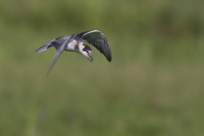 Black Tern with Common Bluetail as prey / Zwarte Stern met gevangen Lantaarntje