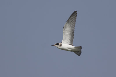 juvenile Black Tern / juveniele Zwarte Stern