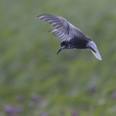 Black Tern / Zwarte Stern