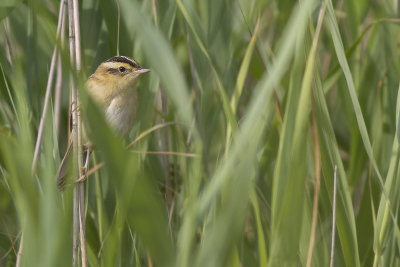 Aquatic Warbler / Waterrietzanger