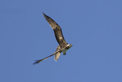 Osprey / Visarend