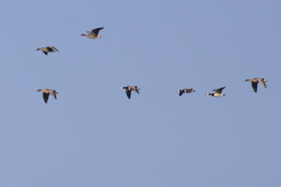 migrating Pink-footed and Barnacle Geese / Kleine Riet- en Brandganzen op trek