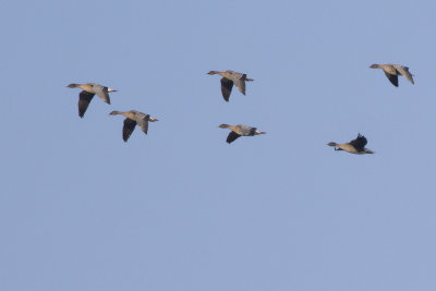 migrating Pink-footed Geese / Kleine Rietganzen op trek
