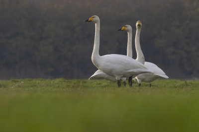 Whooper Swans / Wilde Zwanen