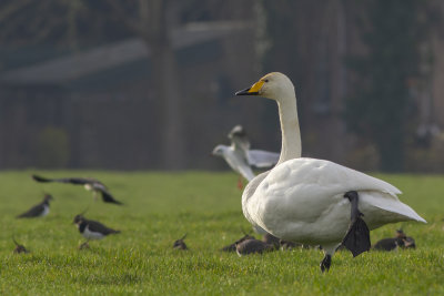 Whooper Swans / Wilde Zwanen