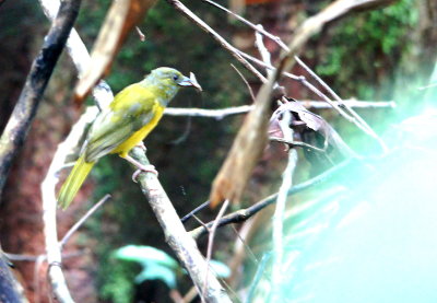 Gray-headed Tanager.jpg