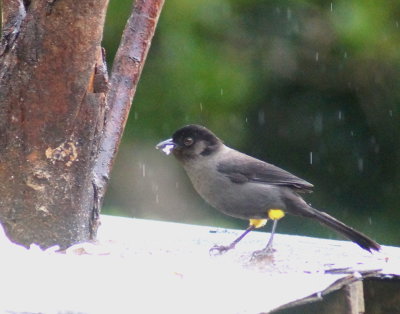 Birds &c Costa Rica 2017