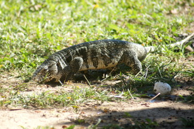 Paraguay Caiman Lizard 2.jpg