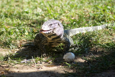 Paraguay Caiman Lizard.jpg