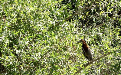 Rufescent Tiger Heron.jpg