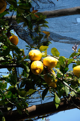 DSC_9374.JPG