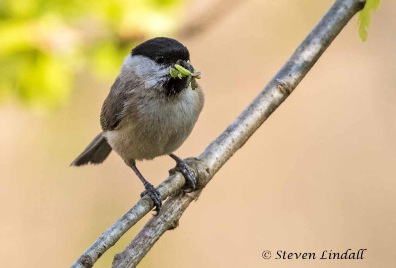 Marsh Tit