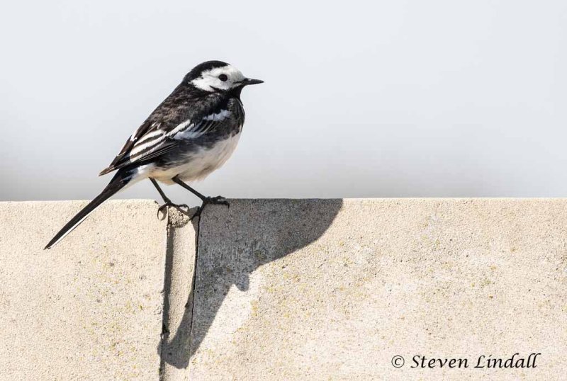 Pied Wagtail