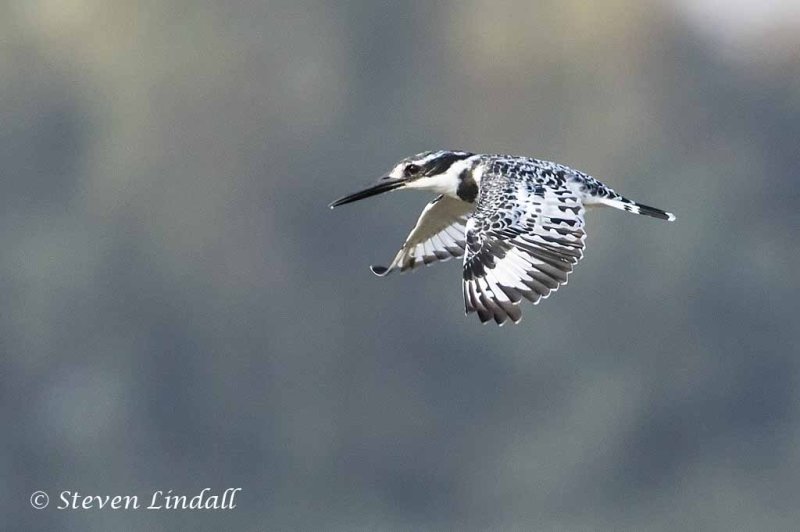 Pied Kingfisher