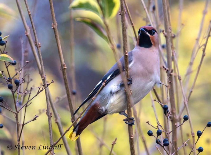 Waxwing