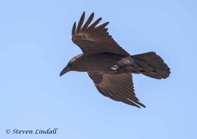 Fan Tailed Raven