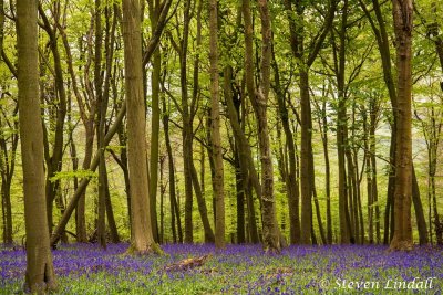 Ashridge