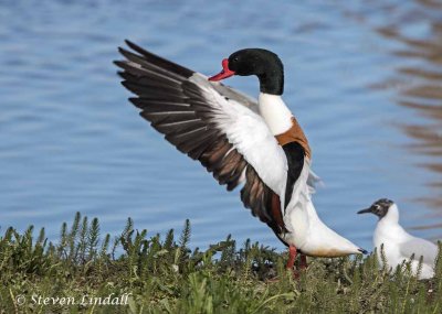 Shelduck