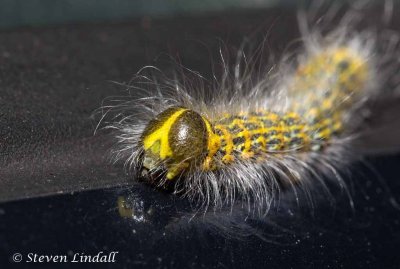 Buff Tip Moth Caterpillar