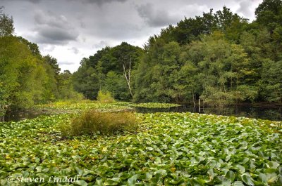 Middle Pond -- Burnham Beeches