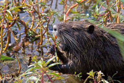 Coypu