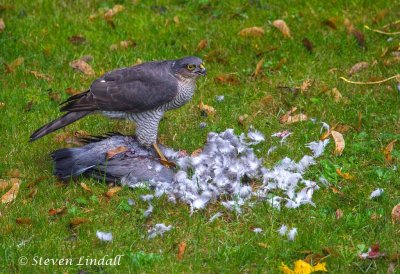 Sparrowhawk