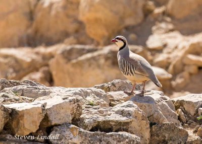 Chukar Partridge