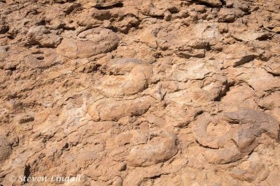 Ammonite Wall