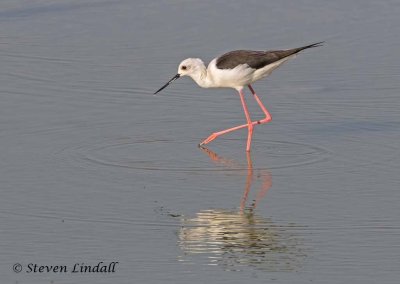 Black Winged Stilt