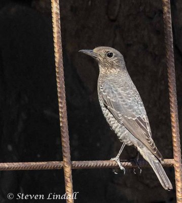 Blue Rock Thrush