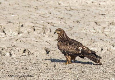 Black Kite