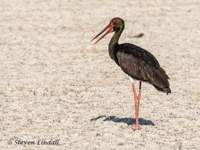 Black Stork