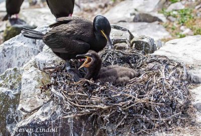 Shag and Chick