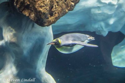 King Penguin