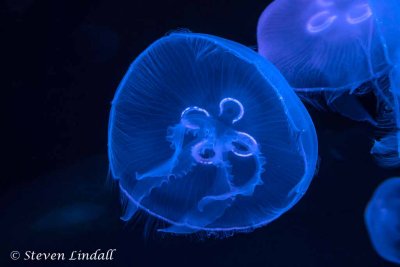 Moon Jellyfish