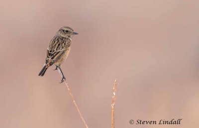 Whinchat (female)