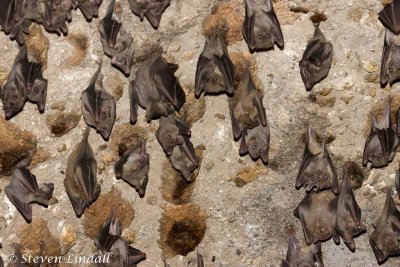 Bats in the Crusader Citadel