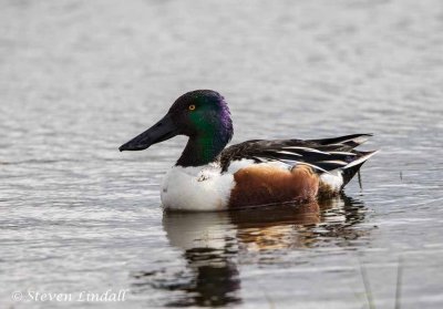 Shoveler