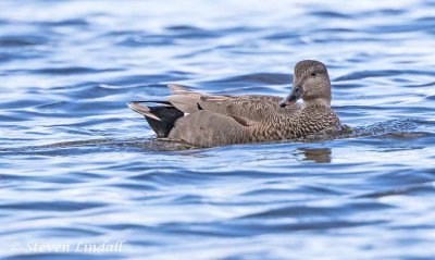 Gadwall