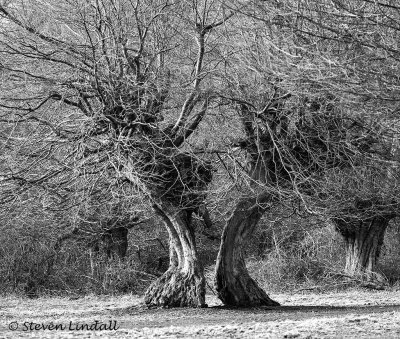 Hatfield Forest