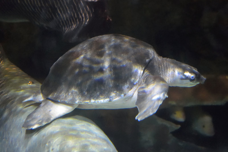 Fly River Turtle (3)