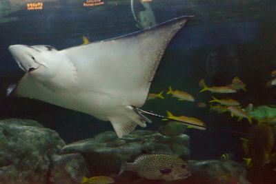 Giant Oceanic Manta Ray (2)