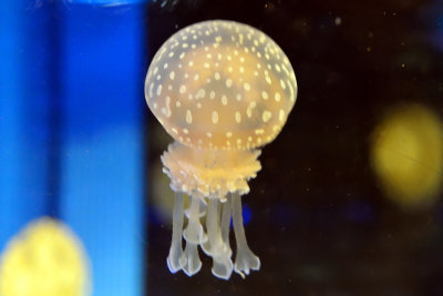 Papuan Jellyfish (4)