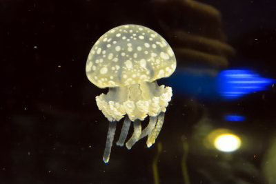 Papuan Jellyfish (3)
