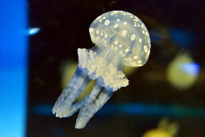 Papuan Jellyfish (1)