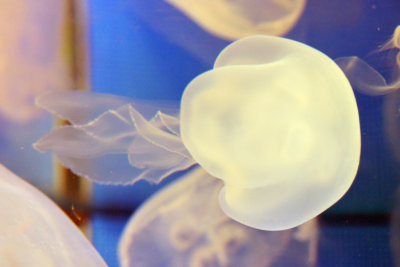 The World of Jellyfishes
