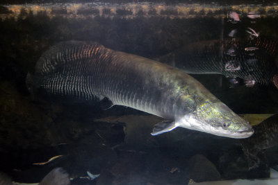 Arapaima